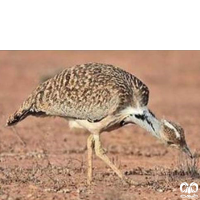 گونه میش مرغ Great Bustard